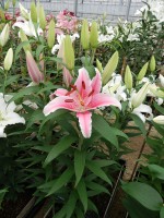 [5319 Piston Cup VWS No01.JPG]